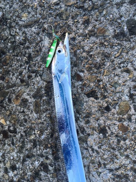 明るくなってもタチウオ